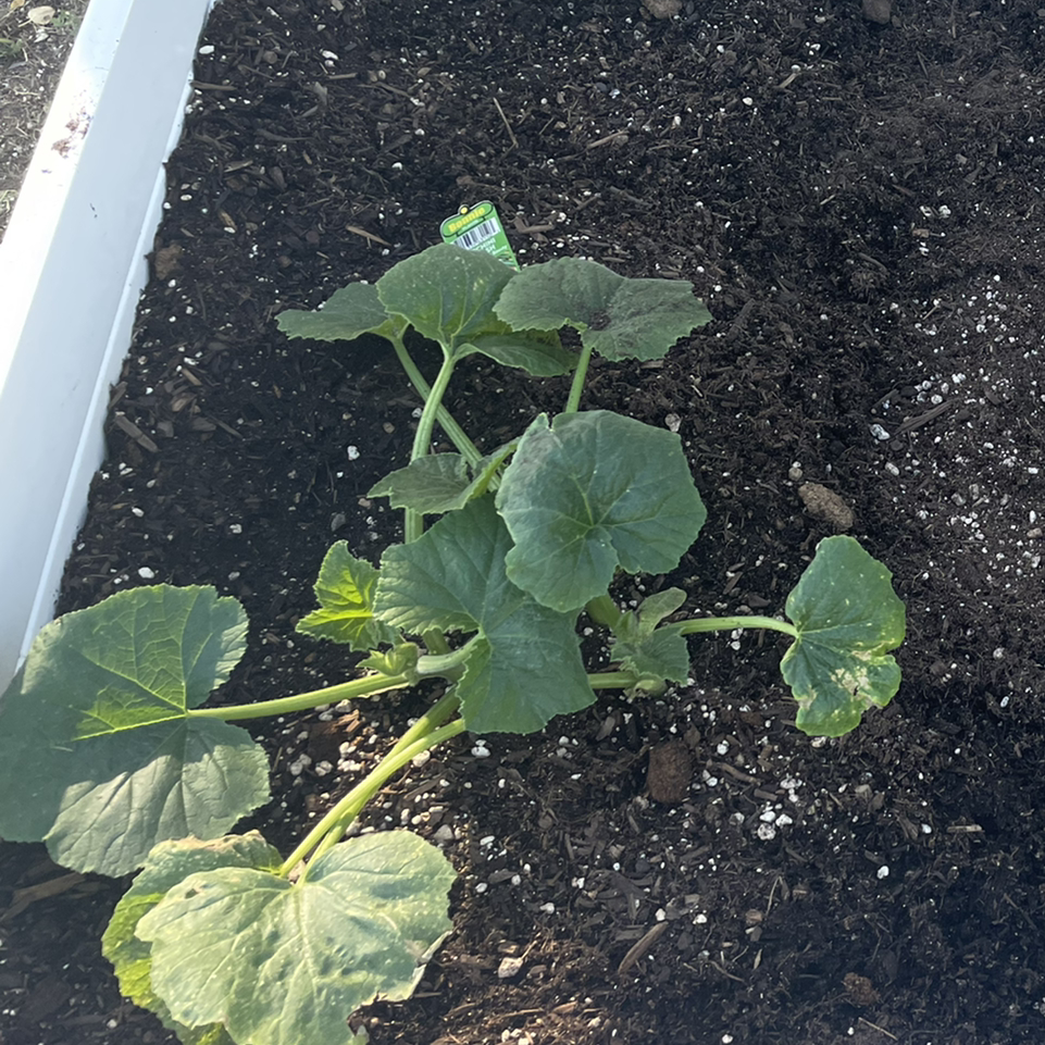 Young Butternut Pumpkin plant in a garden bed with dark soil.