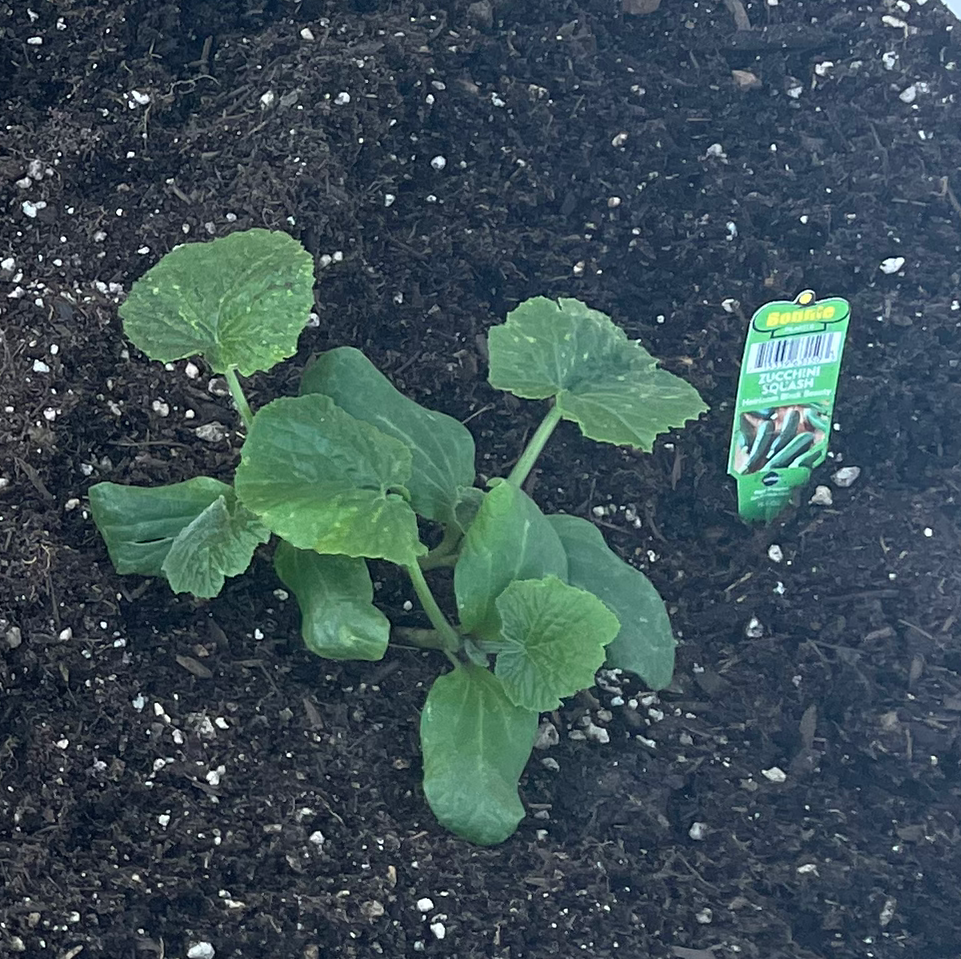 Black Spots on My Summer Squash Leaves