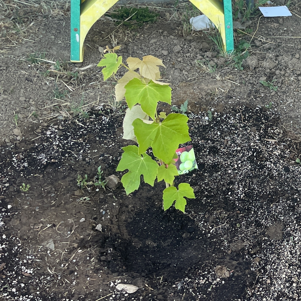 Young Japanese Creeper plant with visible soil and some yellowing leaves.