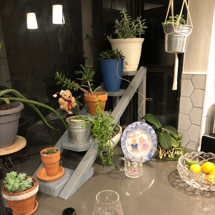 The Best Soil and Sunlight Conditions for African Marigold Growth