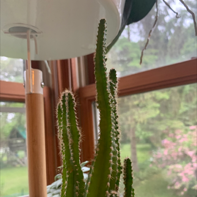 Photo of the plant species Columnar Cactus by @lia.kagan named jeffrey on Greg, the plant care app