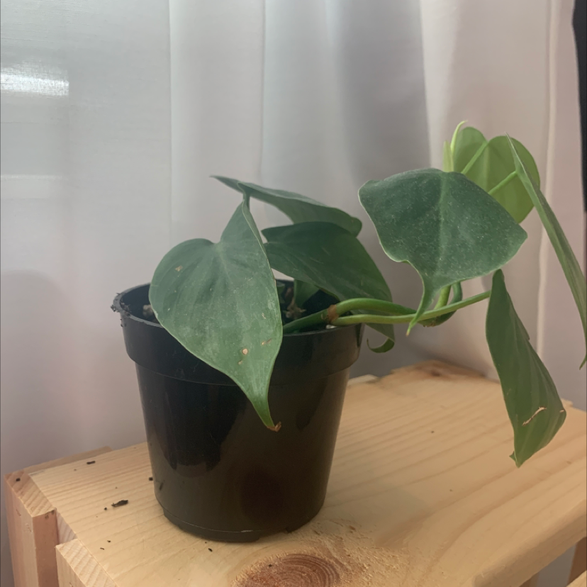 Philodendron Scandens plant photo by @ellamaha named Phil on Greg, the plant care app.
