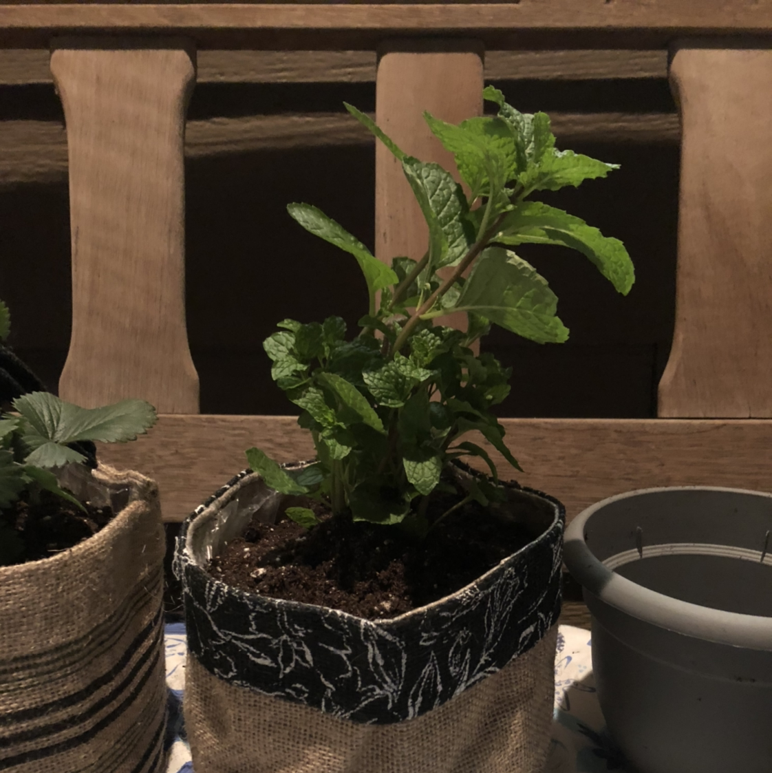 Potted Apple Mint plant with healthy green leaves, soil visible.