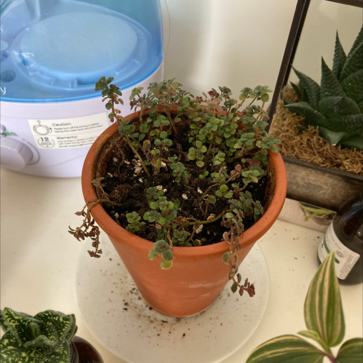 Healthy Pilea glauca 'Baby Tears' plant with small rounded leaves densely trailing from stems in a terracotta pot.