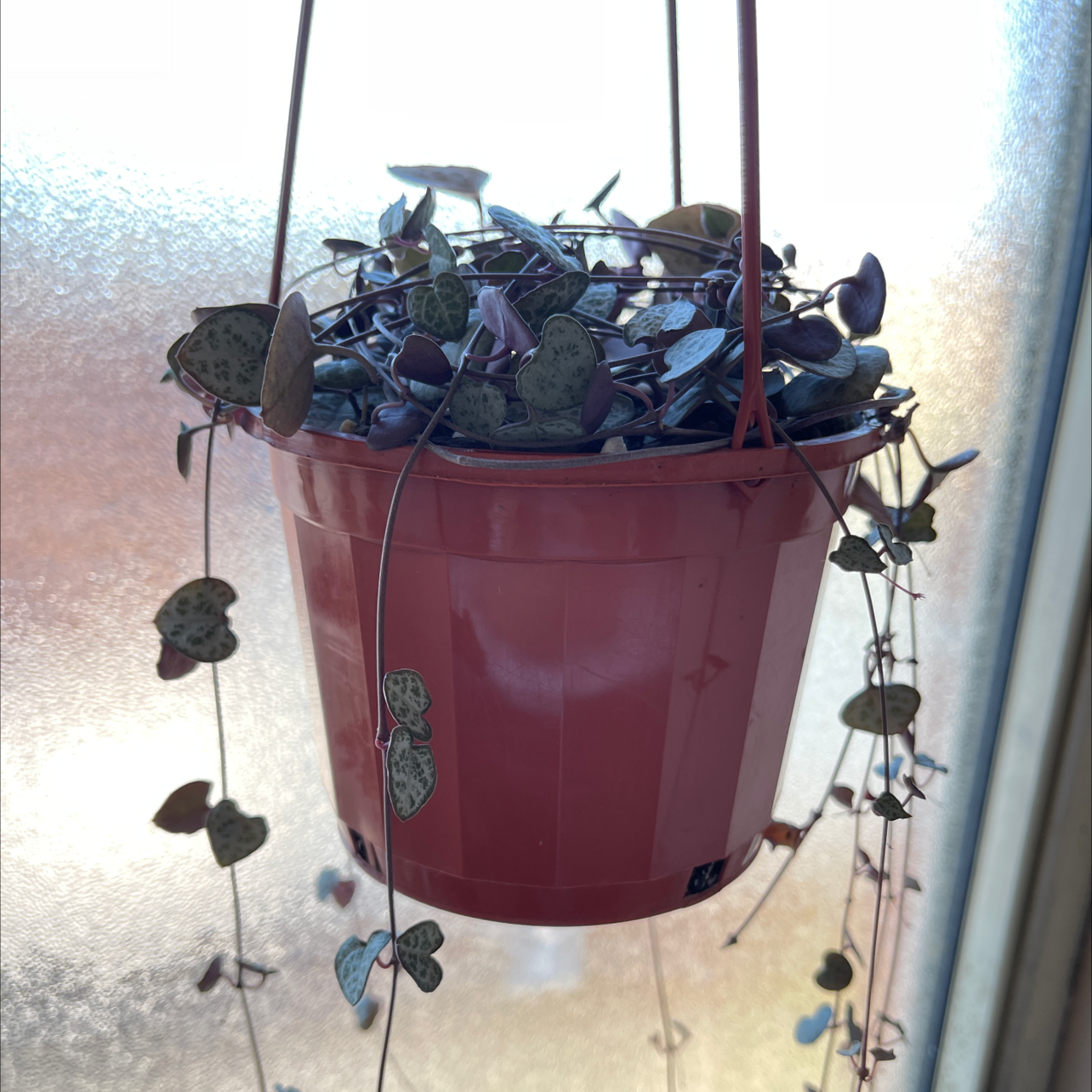 Photo of the plant species Chain of Hearts by @iJodes named Cleopatra on Greg, the plant care app