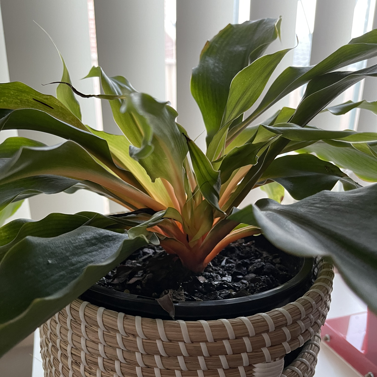 Photo of the plant species Green Orange Spider Plant by @iJodes named Scarlett on Greg, the plant care app
