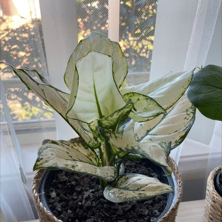 Photo of the plant species Aglaonema 'Super White' by Ijodes named da Vinci on Greg, the plant care app