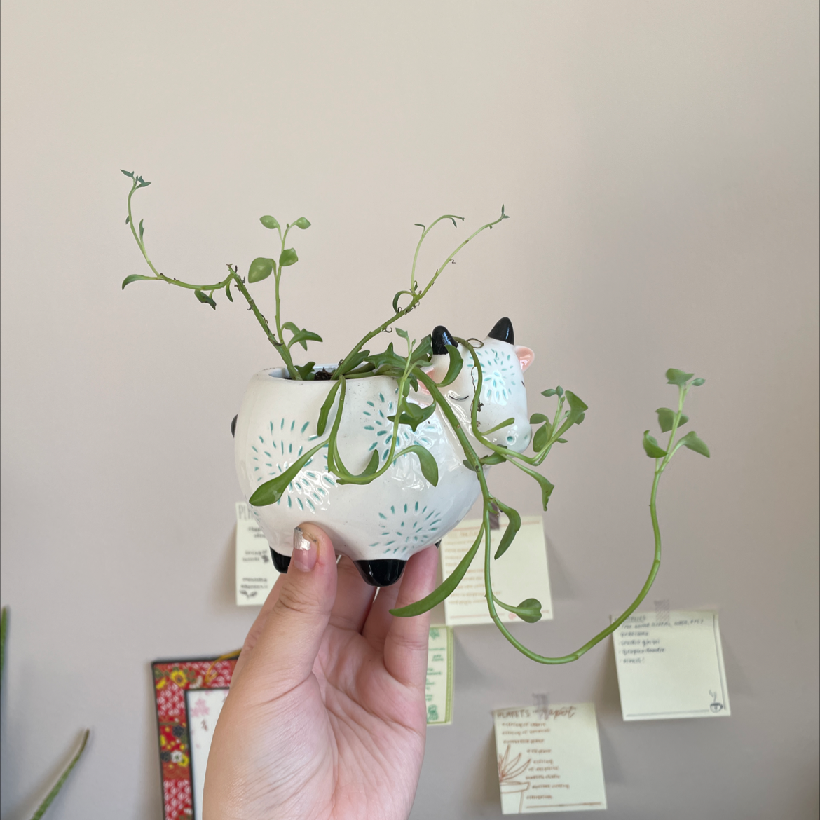 String of Dolphins plant in a decorative pot held by a hand, with notes in the background.