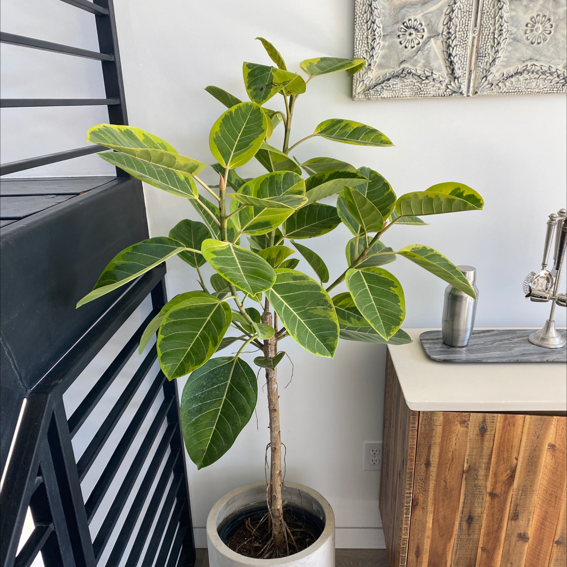 Photo of the plant species Council Tree by Alon named Mista Big Bytch on Greg, the plant care app