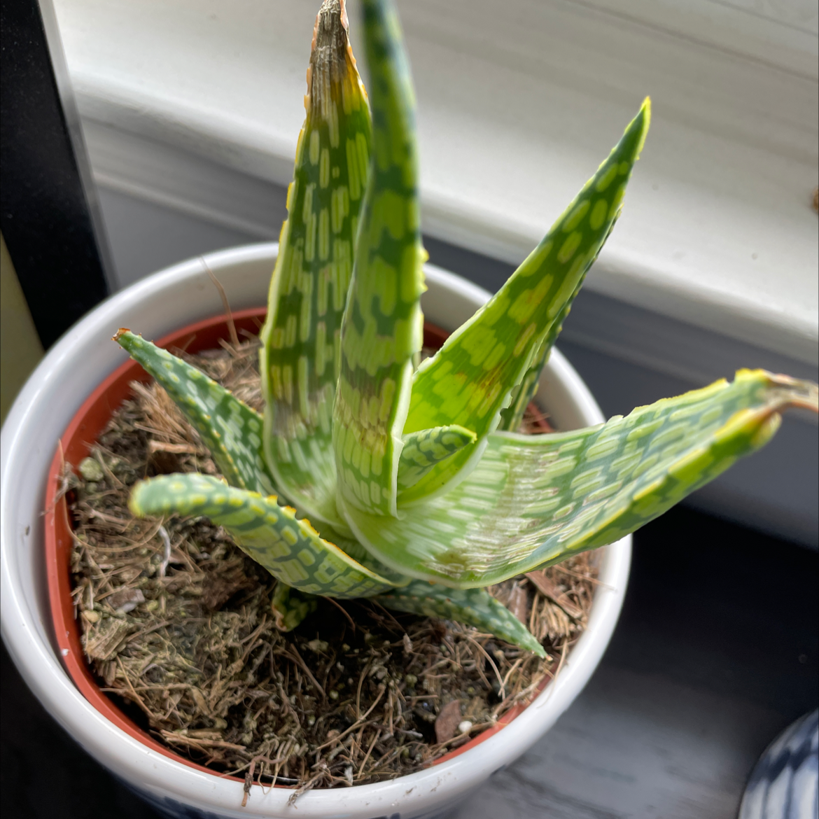 Tiger Aloe plant in a pot with some browning leaf tips.