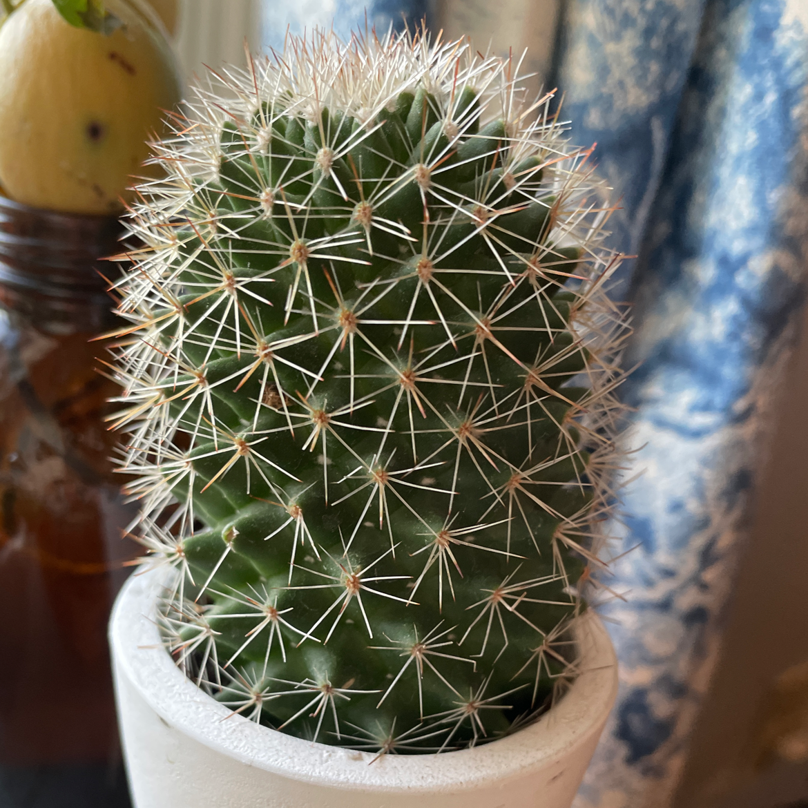 Healthy Navajo Bridge Prickly Pear cactus in a white pot.