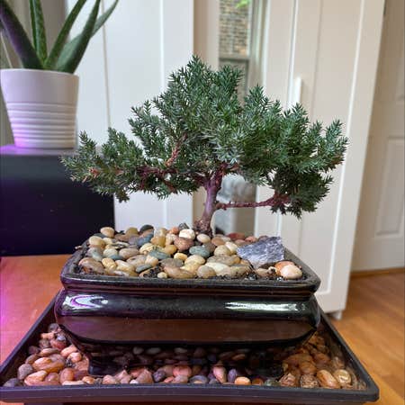 Photo of the plant species Blue Star Juniper by Stu named Jay on Greg, the plant care app