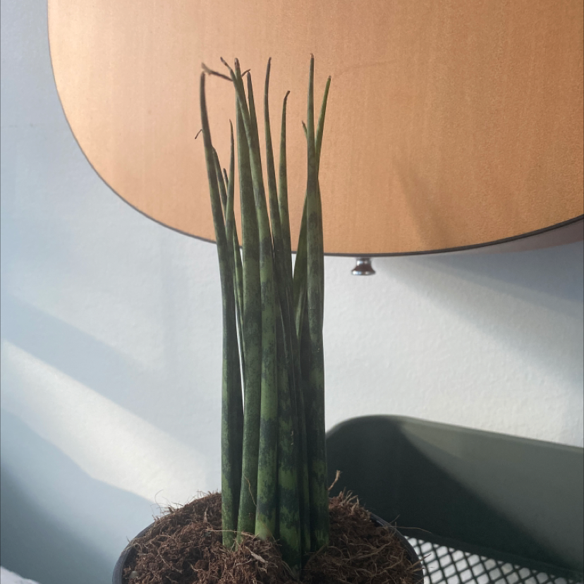 Cylindrical Snake Plant plant photo by Emma named Remington on Greg, the plant care app.