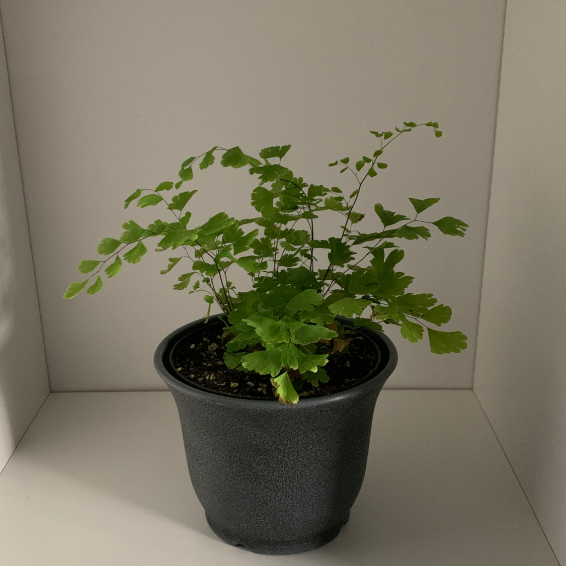 Pacific Maidenhair Fern in a black pot with healthy green leaves.