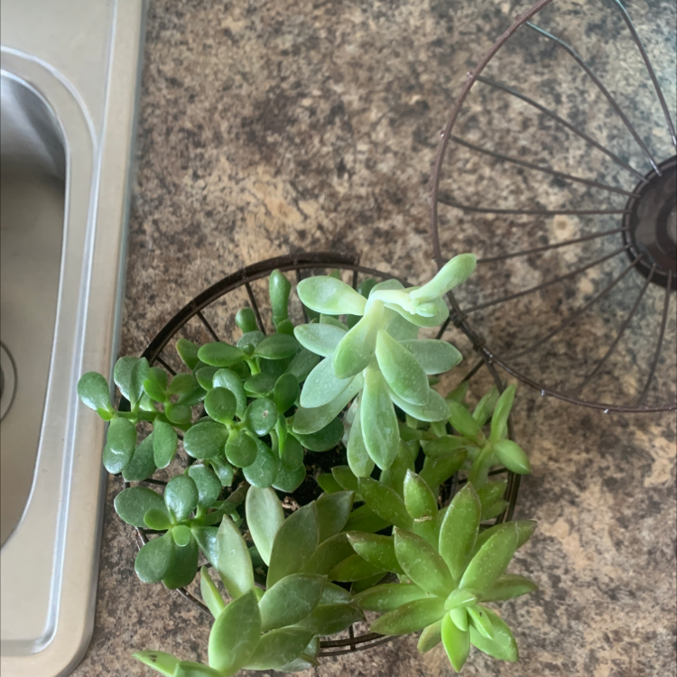 Healthy Palmer's Sedum succulent on a kitchen countertop.