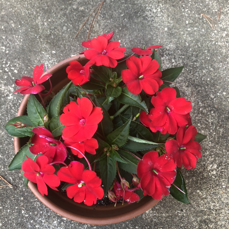 Potted Buzzy Lizzy plant with vibrant red flowers and healthy green leaves.