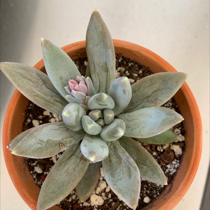 Pachyphytum 'Moon Silver' succulent in a terracotta pot with visible soil.