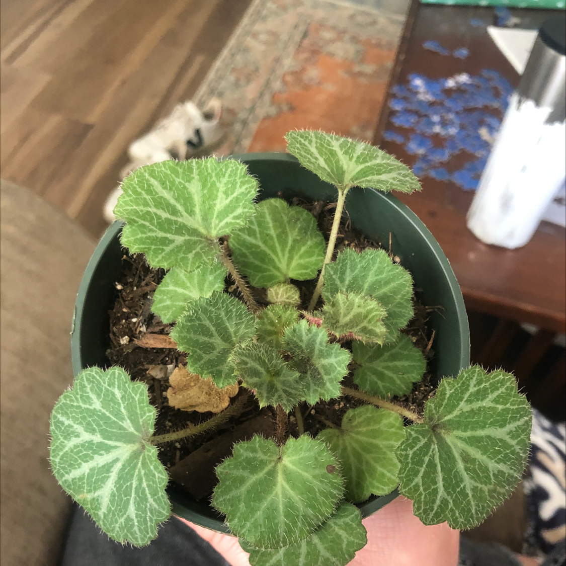 Potted Strawberry Begonia with green leaves and white veins, minor browning visible.