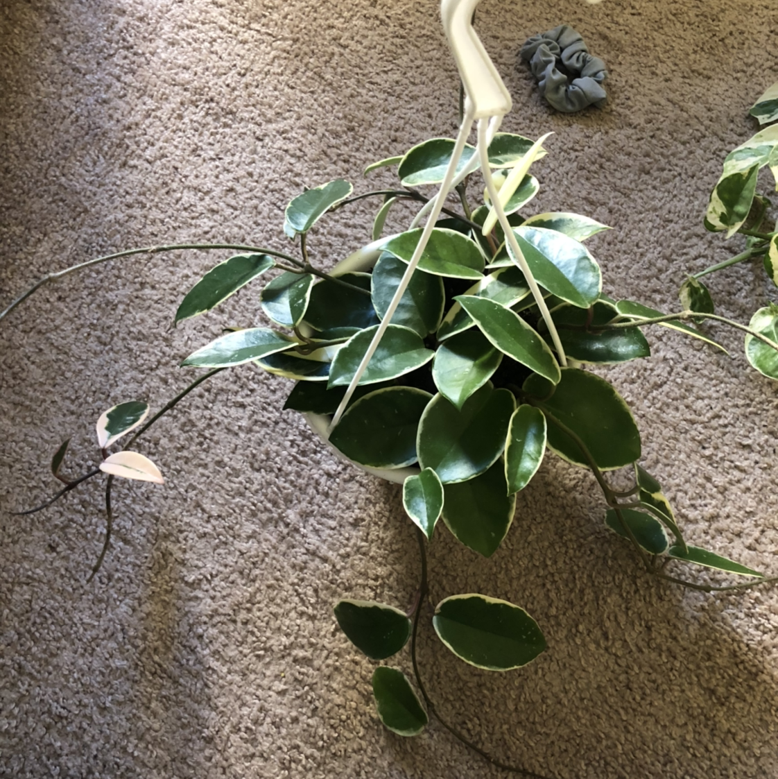 Hoya Carnosa Tricolor plant with variegated leaves, hanging in a pot.