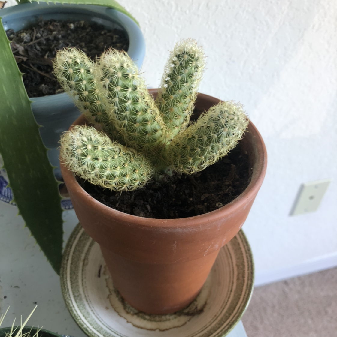 Lady Finger Cactus in a terracotta pot with visible soil, well-framed and in focus.