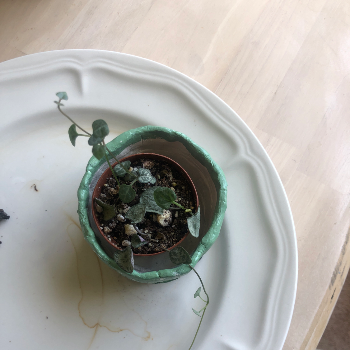 String of Hearts plant in a small pot with visible soil on a white plate.