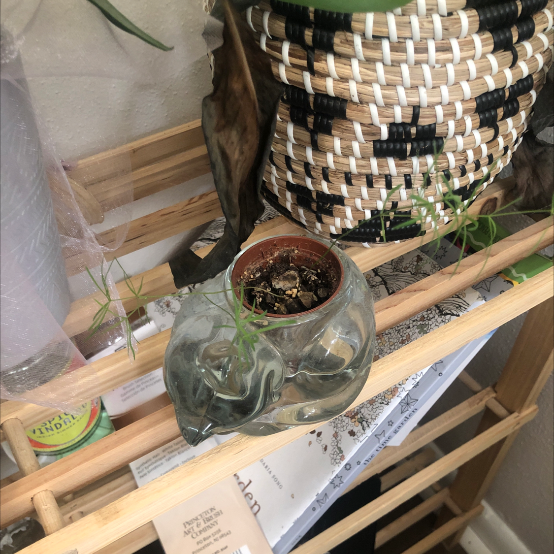 Healthy asparagus fern placed in glass vase of water, showing lush green foliage and roots. A hand is visible holding the plant.