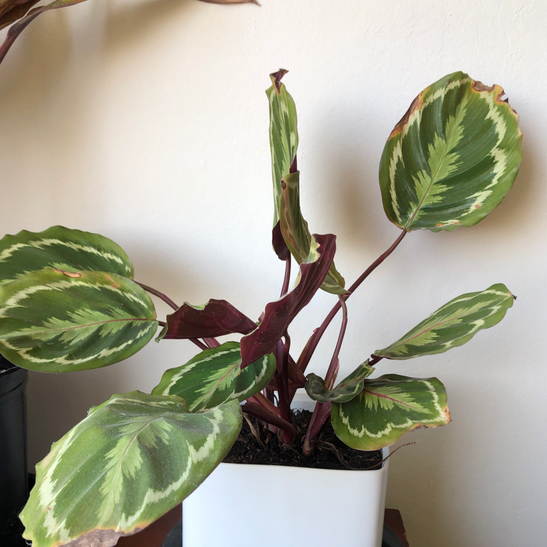 Calathea 'Medallion' plant with variegated leaves in a white pot, some browning at the edges.