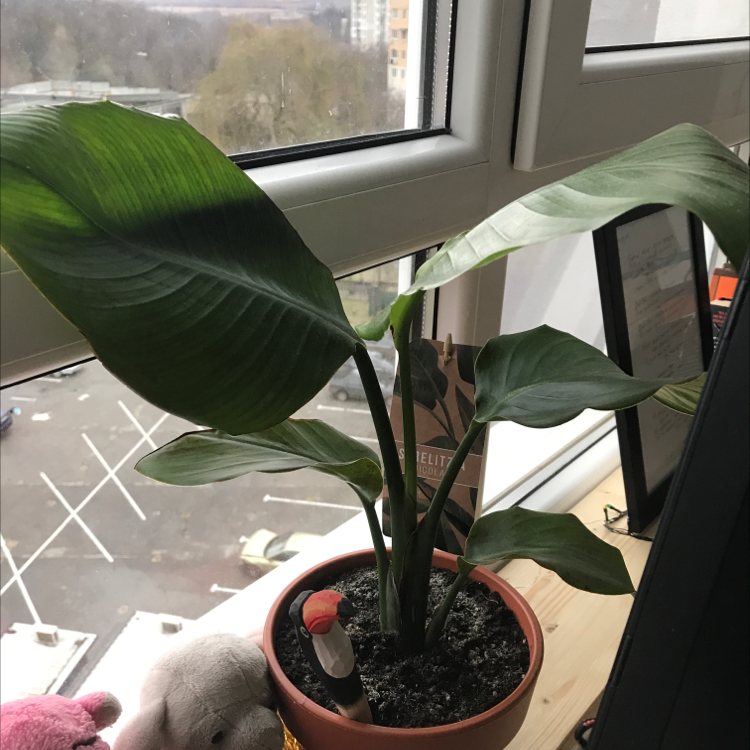 Healthy and thriving White Bird of Paradise plant with lush green leaves near a bright window with appropriate soil moisture.