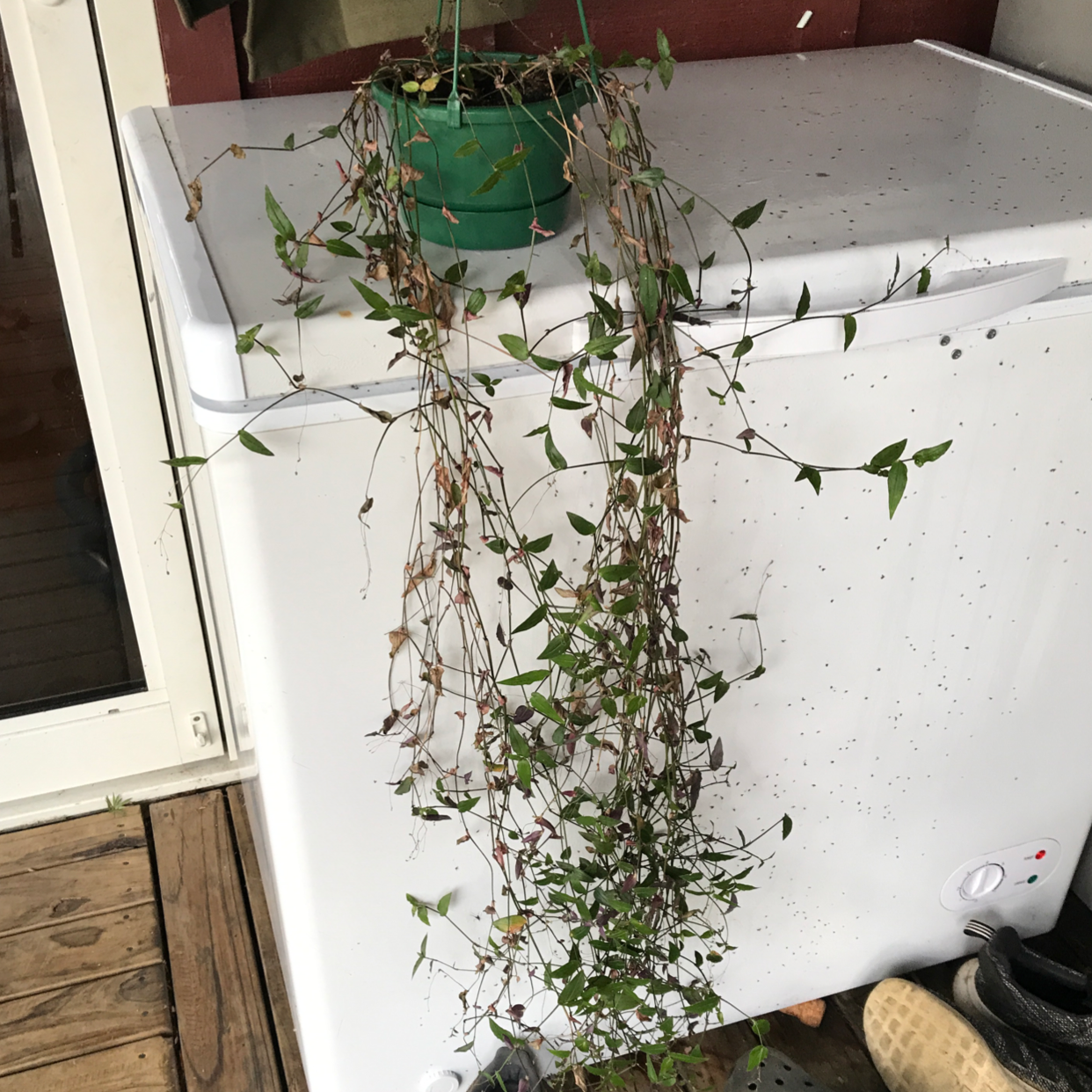 Tahitian Bridal Veil Plant Care Water Sunlight And Nutrients