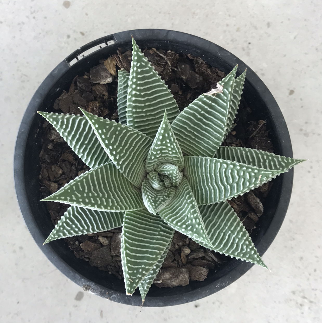 Photo of the plant species Fairy Washboard by @mollietebrake named Fairy Washboard on Greg, the plant care app