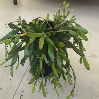 False Christmas Cactus plant in Kerikeri, Northland