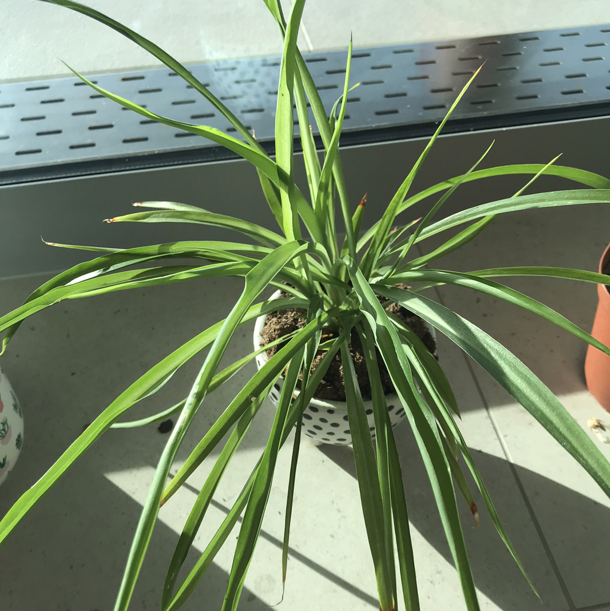 Photo of the plant species Spider Plant 'Variegatum’ by @mollietebrake named Spider Plant Green on Greg, the plant care app