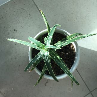 Aloe Vera plant in Kerikeri, Northland