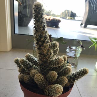 Lady Finger Cactus plant in Kerikeri, Northland