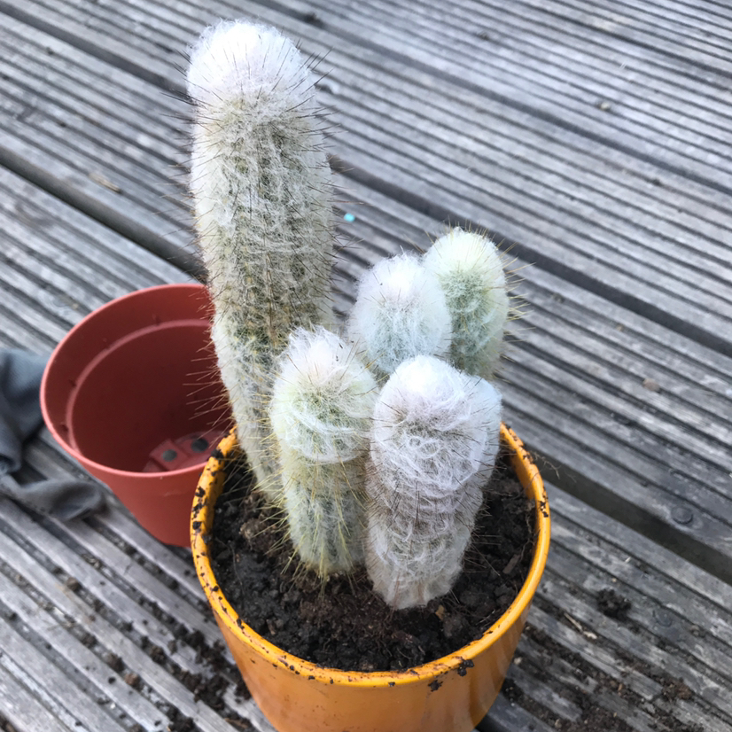 Silver Torch Cactus in a yellow pot with visible soil, well-framed and in focus.