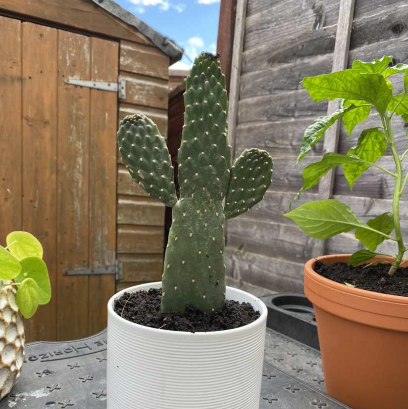 Photo of the plant species Road Kill Cactus by @chloelake named Consuela on Greg, the plant care app