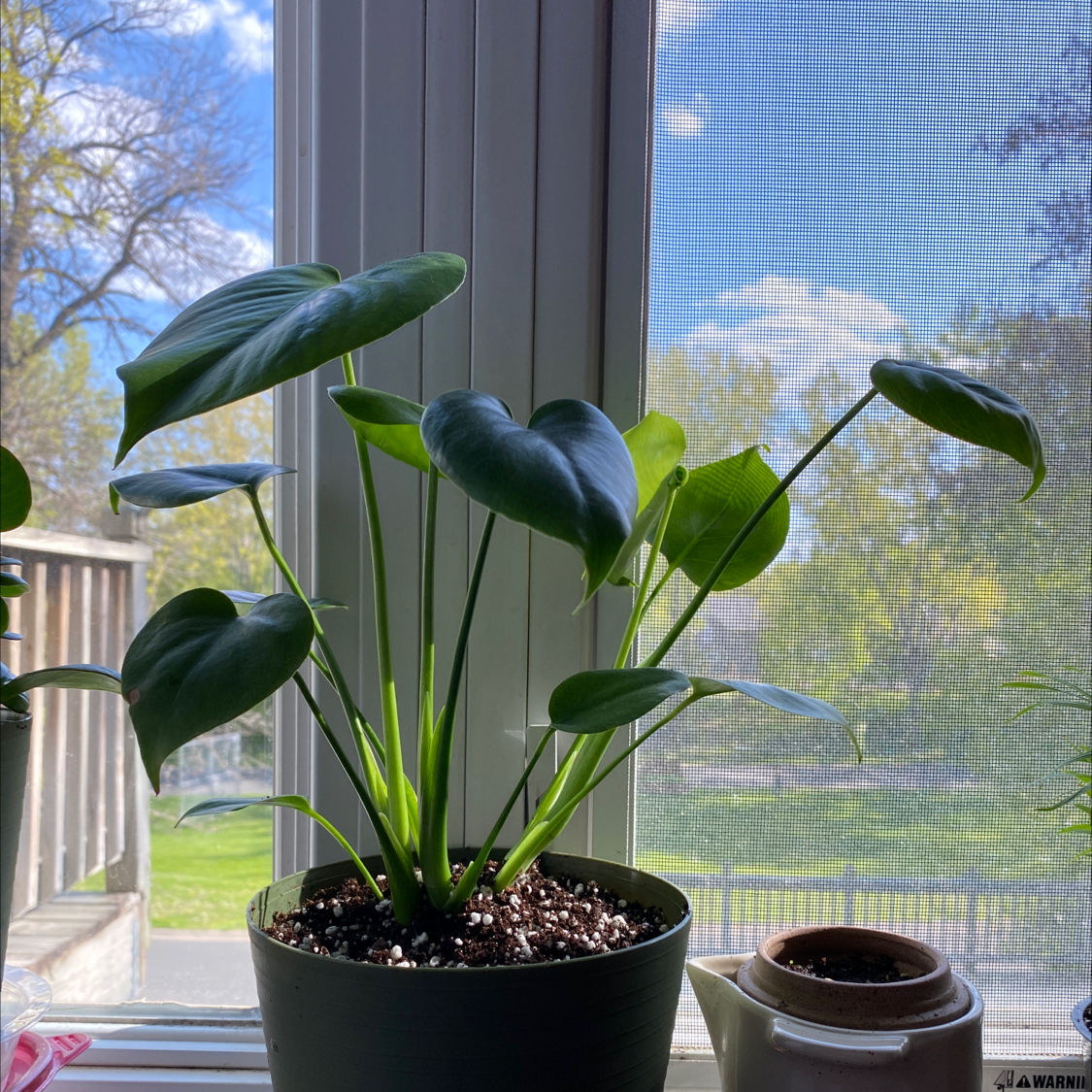 Monstera plant photo by @MsD named Monstera deliciosa on Greg, the plant care app.