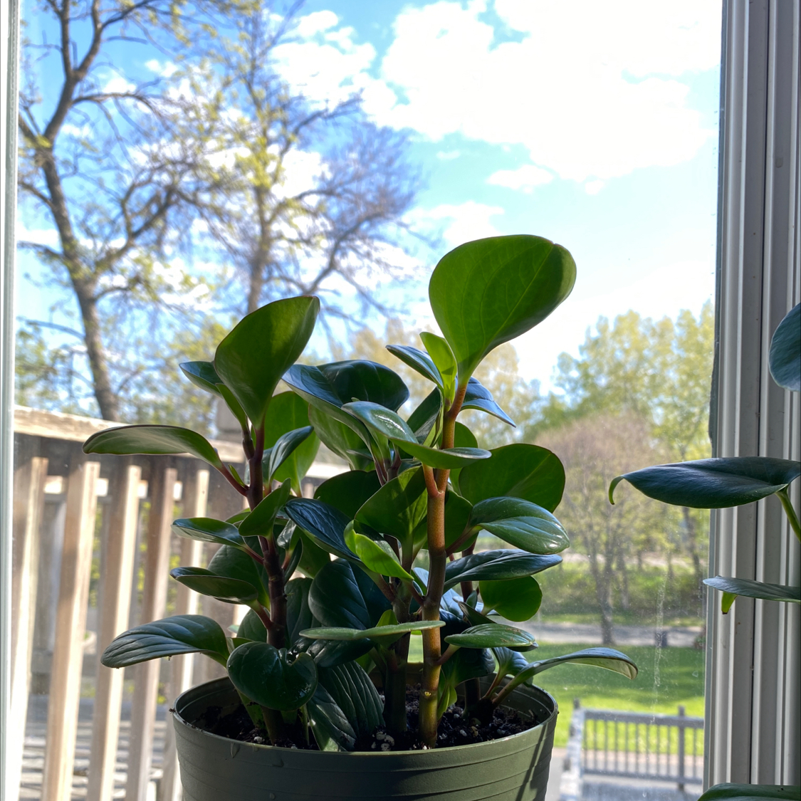 Baby Rubber Plant plant photo by @MsD named Pepperomia on Greg, the plant care app.