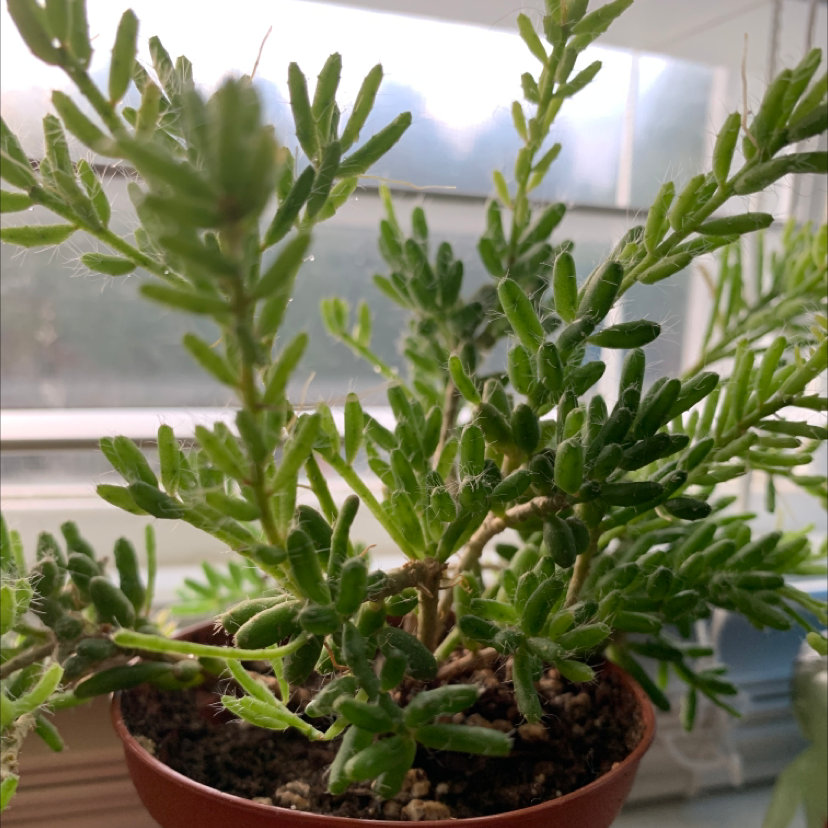 Healthy potted Moss Rose succulent plant with dense green foliage trailing over terra cotta pot edges.