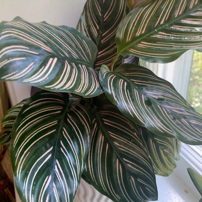 Pinstripe Calathea with white and pink stripes on dark green leaves.
