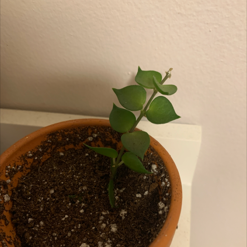 Million hearts plant in a terracotta pot with visible soil and healthy green leaves.