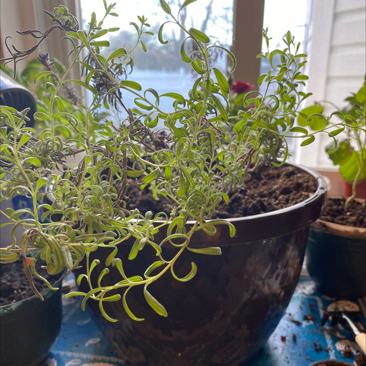 Potted English Lavender plant indoors with some browning leaves.
