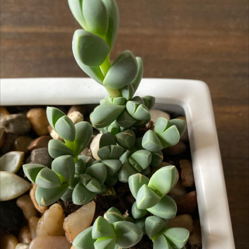 Photo of the plant species Ice plant by @Bcookie named Stubbie on Greg, the plant care app