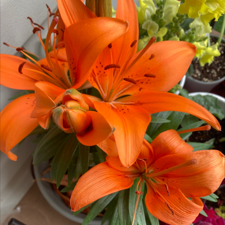 Orange Lily with vibrant orange flowers in bloom, appearing healthy.
