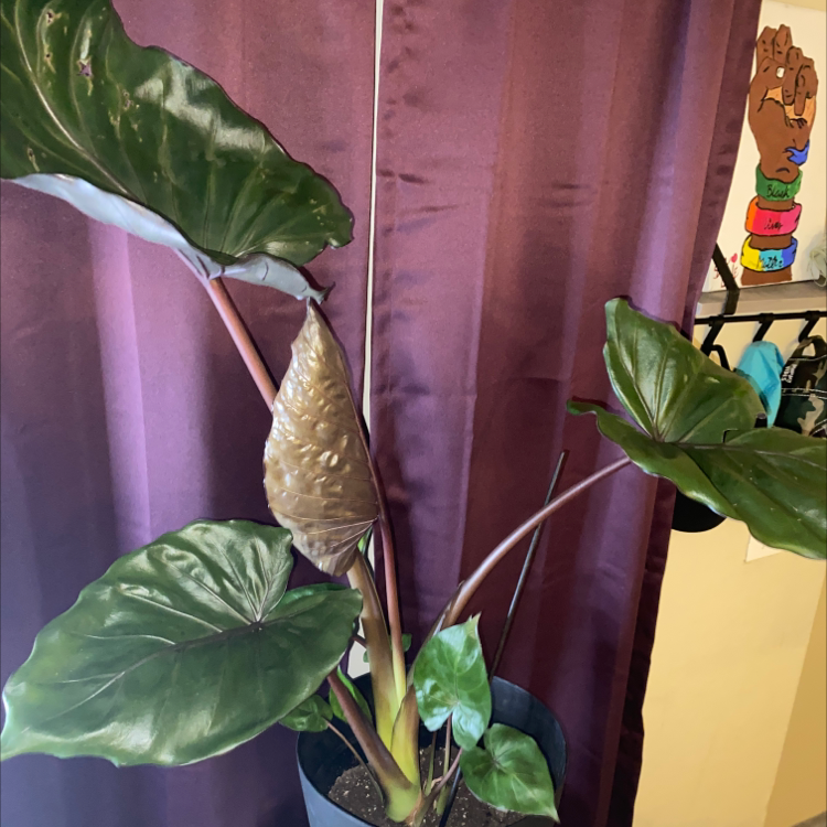 Taro plant photo by @Snceoflove named Shyne on Greg, the plant care app.