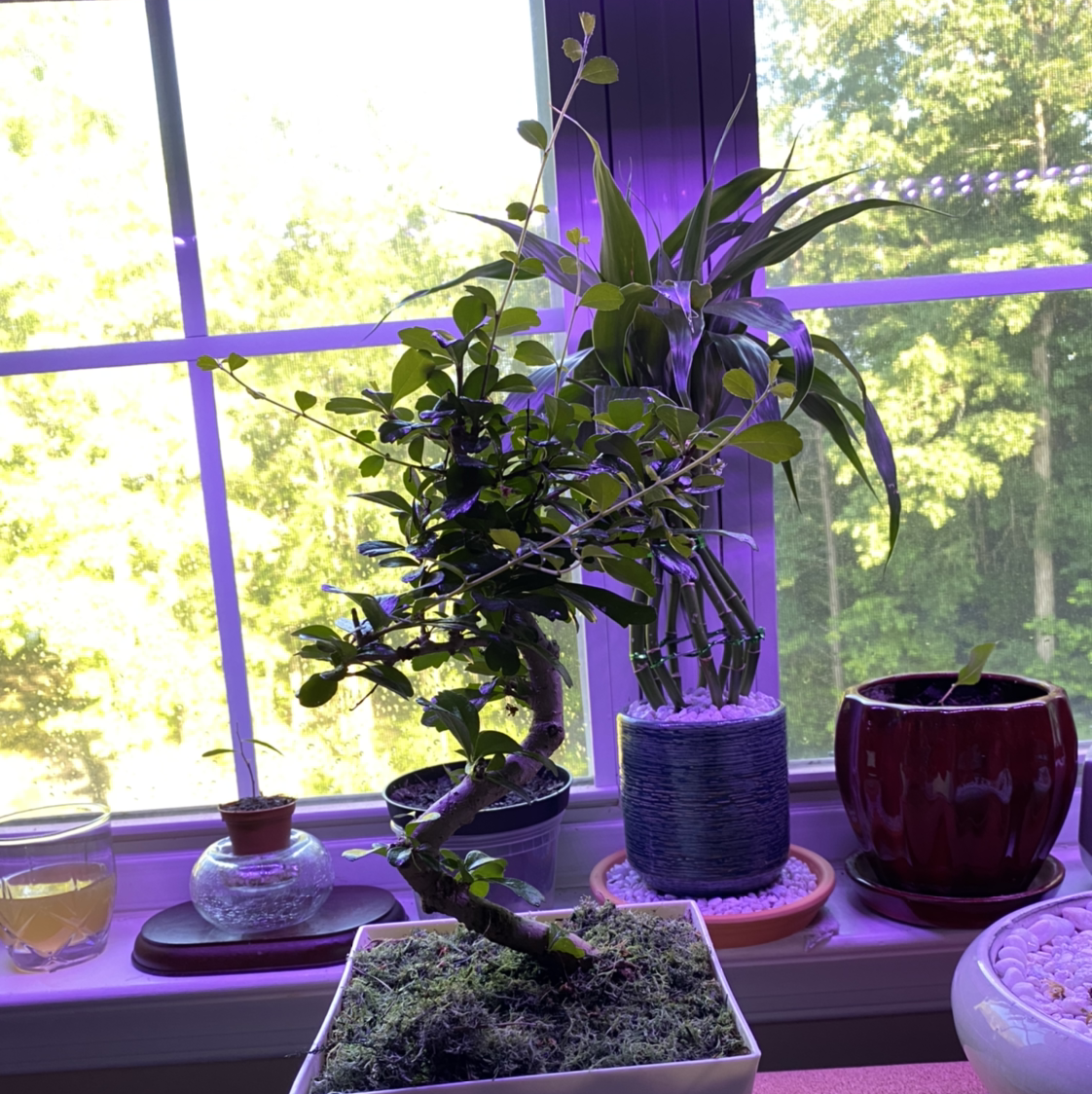 Photo of the plant species Fukien Tea Tree by @GrizzlyFabian89 named Your plant on Greg, the plant care app