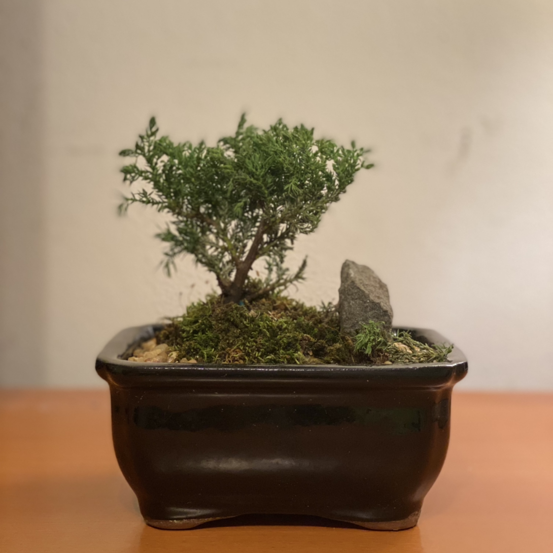 American Juniper bonsai plant in a black pot with moss and a small rock.