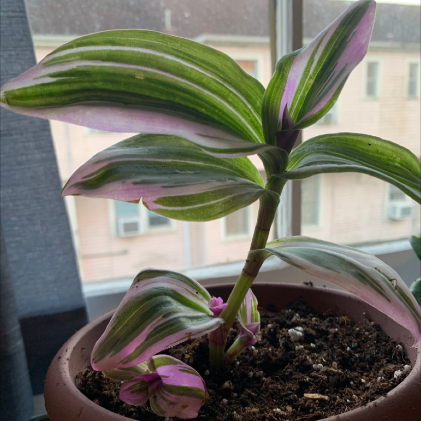Healthy small-leaf spiderwort plant with vibrant green and purple striped leaves growing in a pot with dark soil.