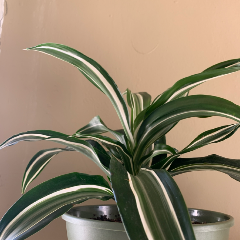 Dracaena 'Warneckii' plant in a pot with healthy green and white striped leaves.