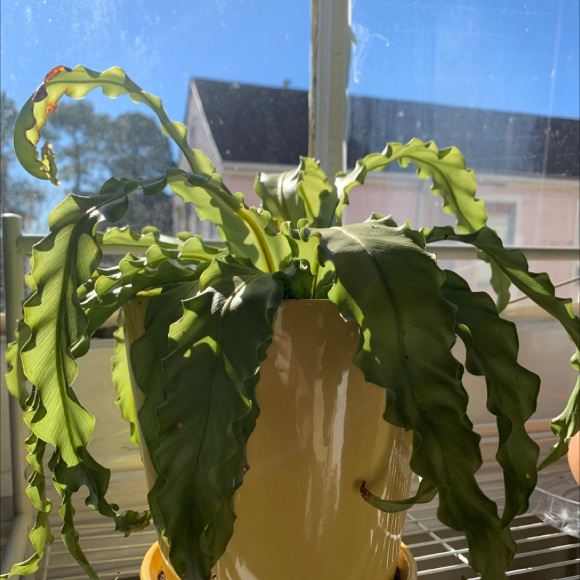 Bird's Nest Fern plant photo by @aeland named Your plant on Greg, the plant care app.
